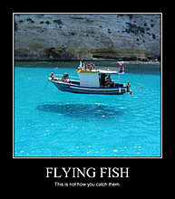 flyingfish.jpg