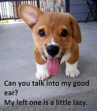 eardog.jpg
