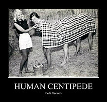 centipede.jpg