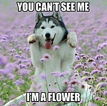 flower.jpg