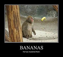 bannanas.jpg