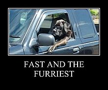 furriest.jpg