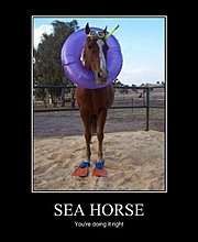seahorse.jpg