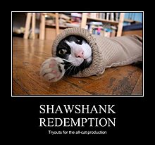 shaw.jpg