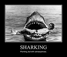 sharking.jpg
