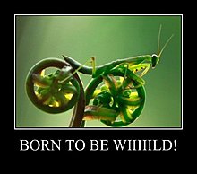 born_to_be_wild.jpg