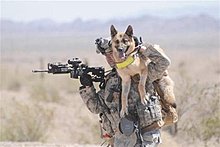 call_of_dogs.jpg