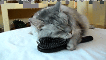 imjdlwg5rhkai.gif