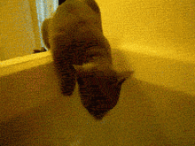 tumblr_m8yn34m9f21qjvsoxo1_250.gif