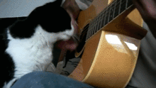 gifs_11-cat.gi.gif