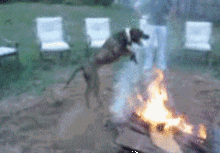 dog_on_fire.gif