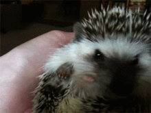 figh.gif