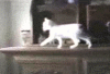 part_04.gif