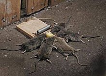 mouse-20trap.jpg