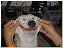 tb5_07funnyanimalsdogwithasmile.jpg