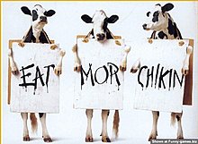 funny-cow-pic.jpg