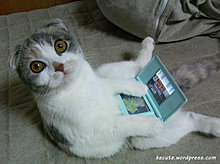 kittynintendo.jpg