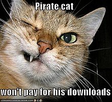 funny-pictures-pirate-cat-grimaces.jpg