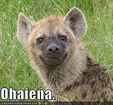 funny-pictures-lolhyena.jpg