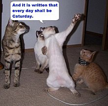 lolcatsdotcomvqzi6u3y54qr6dxd.jpg