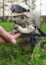 funny_animals_pictures_291.gif