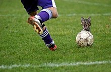 big_imagini_haioase_din_fotbal_c6709af.jpg