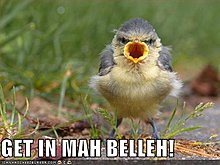 funny-pictures-bird-mouth-belly.jpg