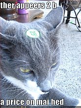funny-pictures-cat-price-head1.jpg