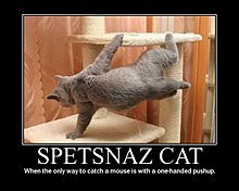 spetsnaz-cat.jpg