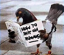 pigeon-shit-human.jpg