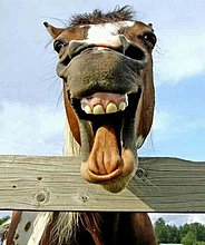 funny-20horse-20smile.jpg