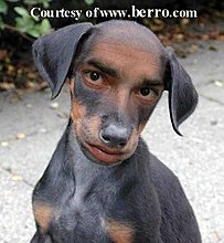 dog.jpg