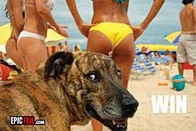 view-win-thats-one-lucky-dog.jpg