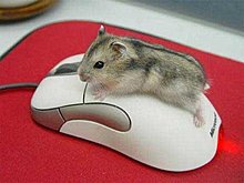 qv9jzudy2pwmh598vmuswnk6r.jpg