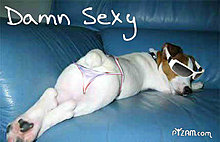 sexydog-1-.jpg