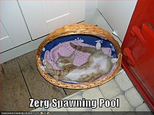 zergspawningpoolze2.jpg