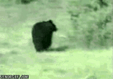 omgacatp1.gif