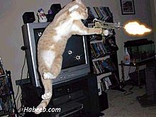 arnold_cat-zenagger.jpg