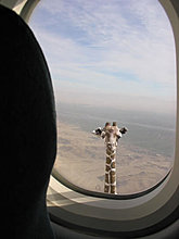 flygiraffe.jpg