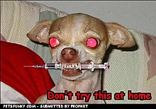 funny-pictures-8c3c6277d2.jpg