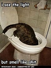 funny-pictures-i-see-light-92407cf41f.jpg