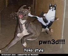 funny-pictures-yoko-style-1c1420fbab.jpg