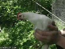 stabilizerinactionp1.gif
