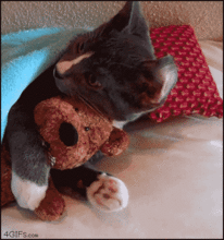 kitten_hugs_teddy.gif