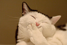 funny-picture-cat.jpg