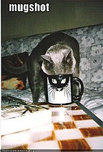 funny-pictures-your-cat-has-mugshot.jpg