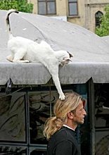 funny-awesome-animals-17.jpg