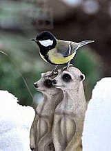 funny-awesome-animals-24.jpg