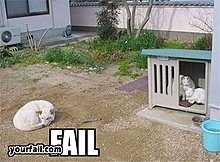 dogvscat.jpg