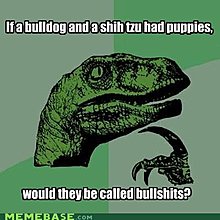 memes-if-bulldog-shih-tzu-had-puppies.jpg